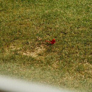 Red Cardinal Nature Photo – 5x7 or 8x10 Wall Art
